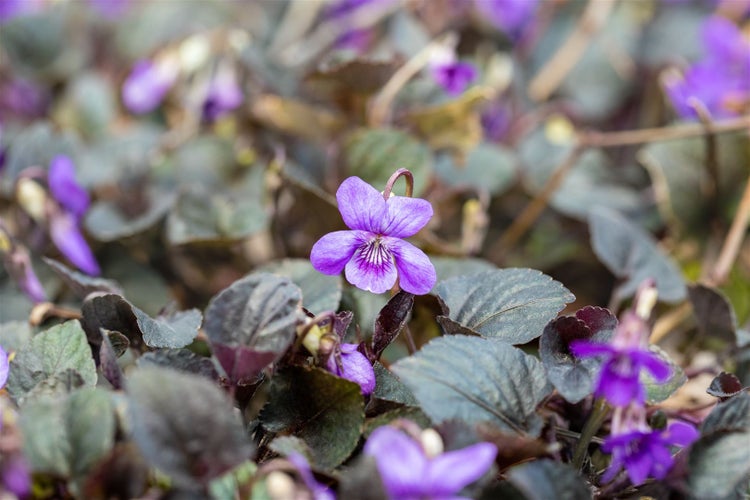 Viola labradorica, Labradorveilchen, violett, ca. 9x9 cm Topf