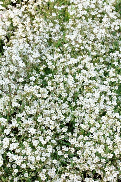 Gypsophila repens, Teppich-Schleierkraut, weiß, ca. 9x9 cm Topf