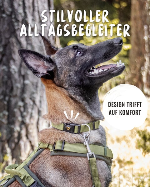 Hund mit Geschirr und Halsband im Freien