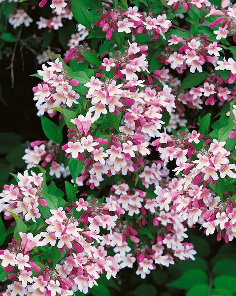 Kolkwitzia amabilis, Kolkwitzie, rosa Blüten, 60–100 cm