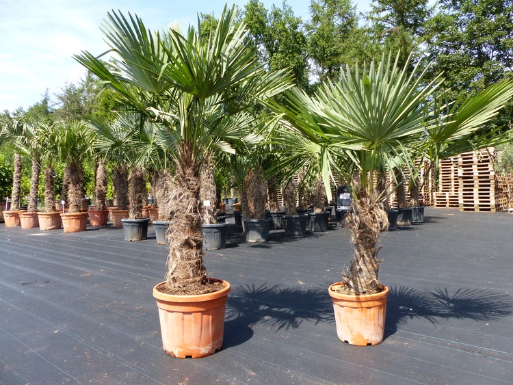 2 Stück im Palmenset Trachycarpus fortunei dicke Stämme 200 cm Hanfpalme, winterharte Palme bis -18°C