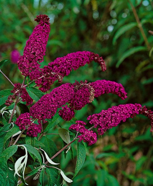 Buddleja davidii 'Royal Red', Schmetterlingsflieder, rot, 60–100 cm
