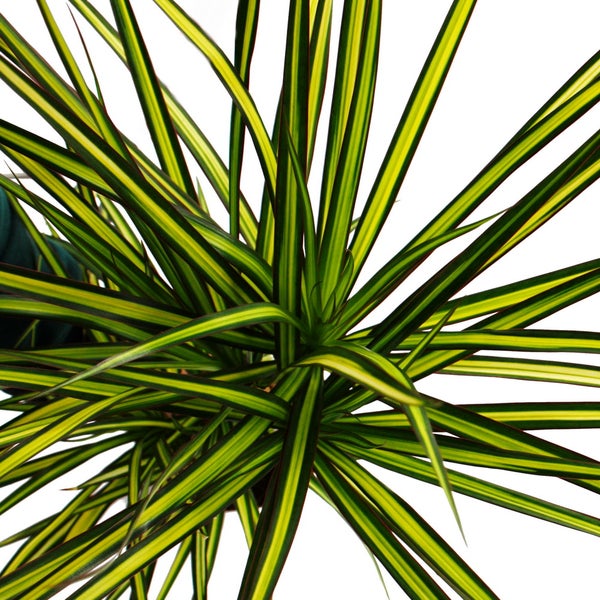 Dracaena marginata Sunray - Sonnenstrahl-Drachenbaum - 17cm Topf - 2er Tuff