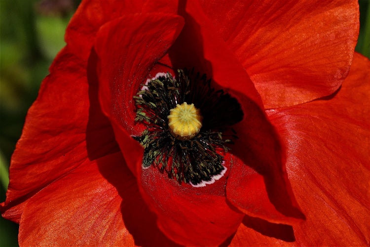 SAFLAX Garden in the bag - Klatschmohn - Papaver rhoeas - 27000 Samen - Mit Anzuchtsubstrat im praktischen, selbst aufstellenden Beutel