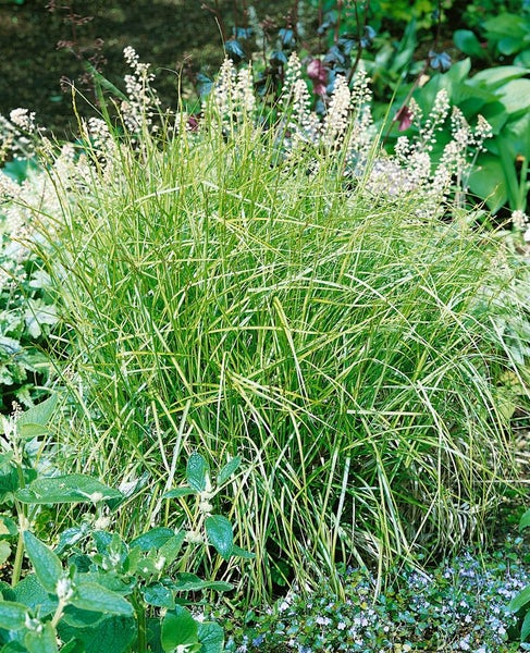 Carex muskingumensis, Palmwedel-Segge, ca. 9x9 cm Topf