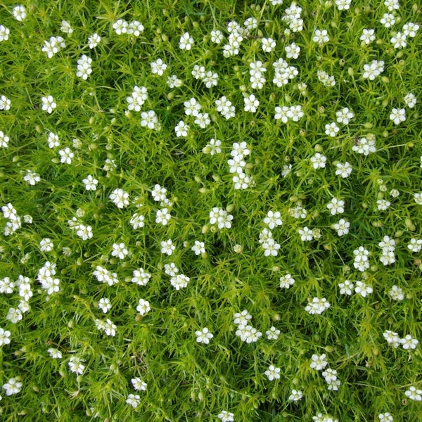 Nahaufnahme von Rasen mit vielen kleinen weißen Blüten
