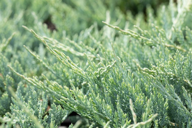 Juniperus horizontalis 'Blue Chip', Kriech-Wacholder, blaugrün, 20–25 cm
