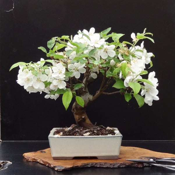 SAFLAX  - Europäischer Wildapfel - Malus sylvestris - 30 Samen