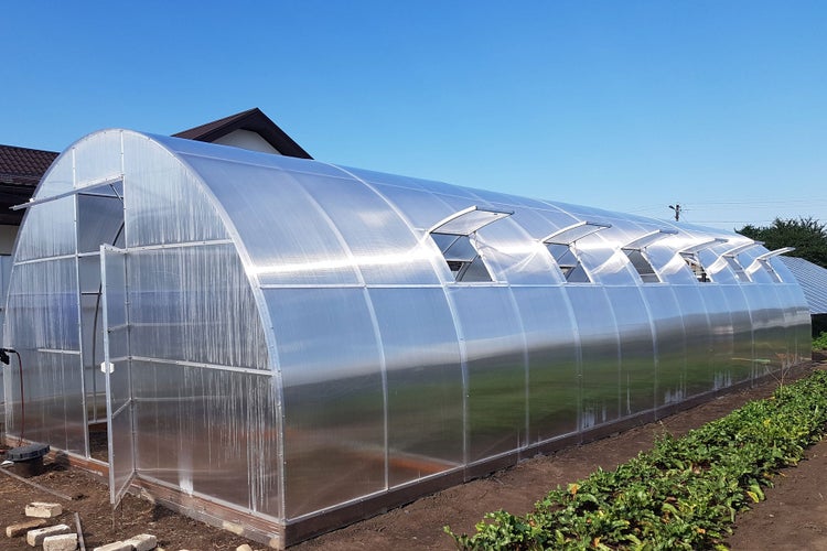 Großes Gewächshaus mit bogenförmigem Dach und Hohlkammerplatten in einem Gartenbeet mit geöffneten Dachfenstern für Belüftung.