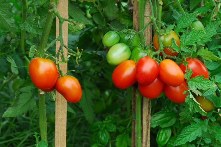 SAFLAX Garden in the bag - BIO - Tomate - Principe Borghese - Solanum lycopersicum - 10 Samen - Mit Anzuchtsubstrat im praktischen, selbst aufstellenden Beutel