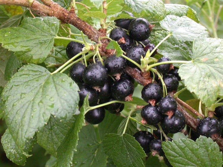 Ribes nigrum 'Titania', Schwarze Johannisbeere, 60 cm Stammhöhe