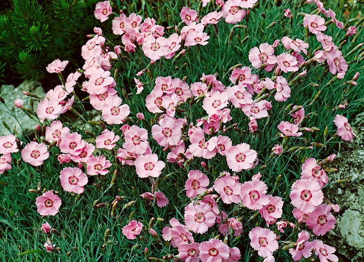 Dianthus gratianop. 'Nordstjernen', Nelke, weiß, ca. 9x9 cm Topf