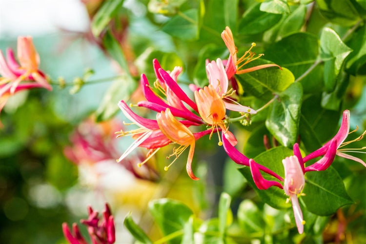Lonicera heckrottii 'Goldflame', Geißblatt, rosa-gelb, 150–200 cm