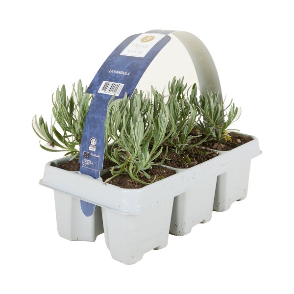 Sechs junge Lavendelpflanzen Lavandula in einem weißen Pflanztray mit blauem Tragegriff und Fresh from Nature Logo.