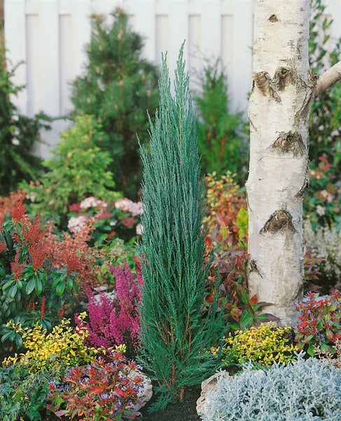 Juniperus scopulorum 'Blue Arrow', Säulenwacholder, blaugrün, 60–80 cm