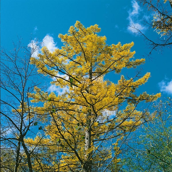Larix kaempferi, Japanische Lärche, 80–100 cm