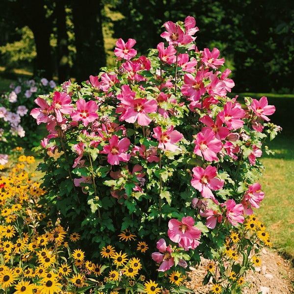 Blühender Hibiskusstrauch im Garten