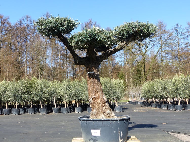 Olivenbaum Pon Pon 195 cm Bonsai Formgehölz, winterhart