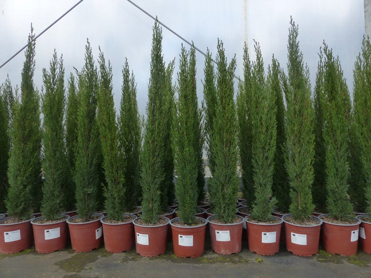 Technische Zeichnung eines Pavillons mit Maßen: 310 mal 310 Zentimeter, Höhe 215 Zentimeter, Pfostenstärke 6 Zentimeter.