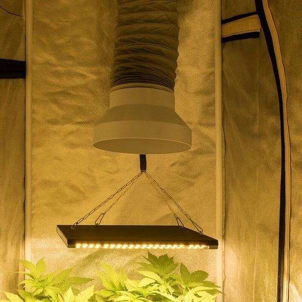 LED Pflanzenlampe mit Abluftschlauch in einer Growbox zur Innenraumbepflanzung.