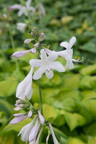 Hosta plantaginea 'Guacamole', Duftende Funkie, ca. 11x11 cm Topf
