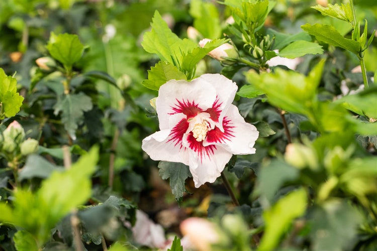 Hibiscus syriacus 'Helene', Gartenhibiskus, weiß, 40–60 cm