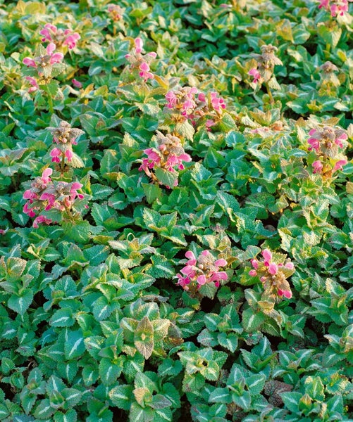 Bodendecker mit rosa Blüten und grünen Blättern