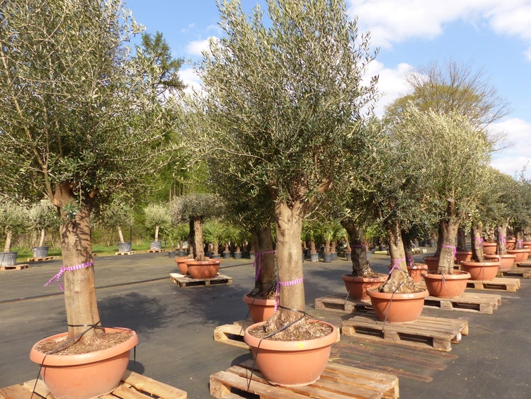 Bonsai Olivenbaum 230 - 260 cm knorrige urige Olive winterhart Olea Europaea Ölbaum