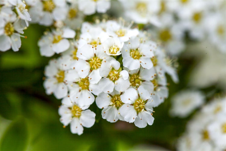 Spiraea arguta, Brautspiere, weiß, 60–80 cm