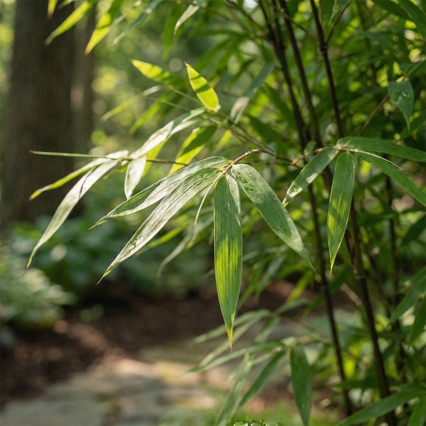 Nahaufnahme von grünen Bambusblättern an dunklen Halmen im Sonnenlicht in einem Garten.