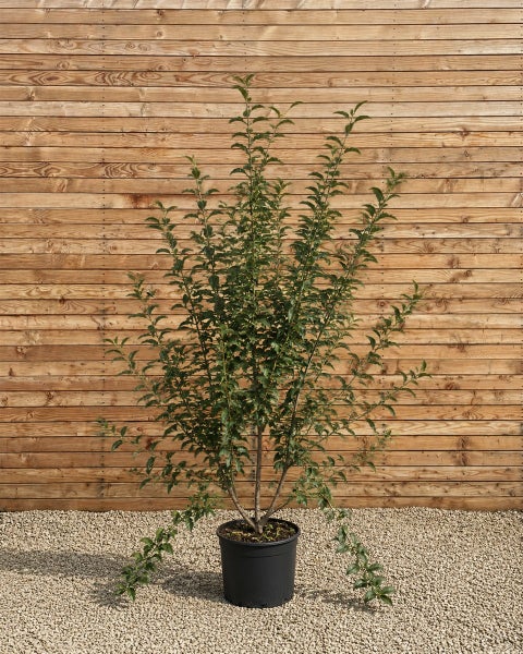 Junger Obstbaum in einem schwarzen Kunststofftopf vor einer Holzwand.