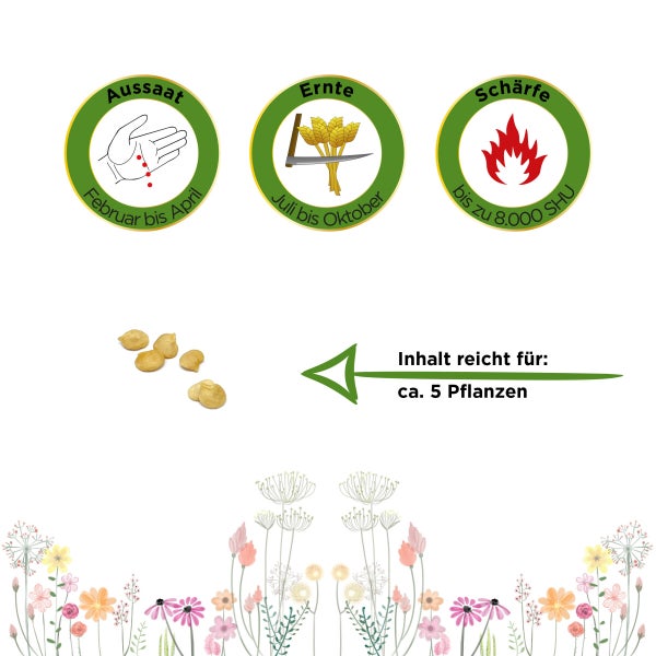 Chili Jalapeno Samen von Deine Gartenwelt