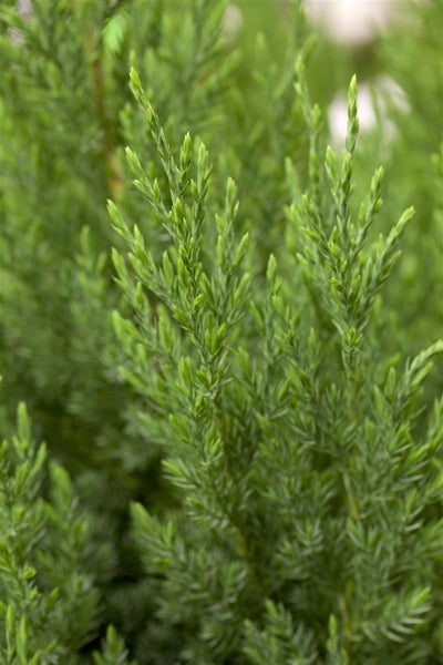 Juniperus chinensis 'Stricta', Chinesischer Wacholder, 40–50 cm