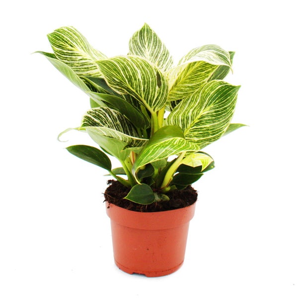 Philodendron White Wave - weiß-gestreifter Baumfreund - 12cm Topf