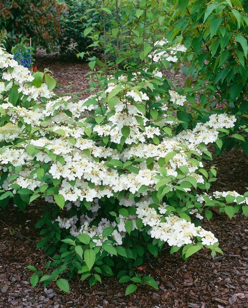 Viburnum plicatum 'Pink Beauty', Japanischer Schneeball, rosa, 40–60 cm