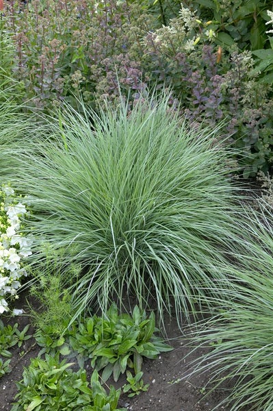 Schizachyrium scoparium 'Prairie Blues', Blaugras, ca. 9x9 cm Topf