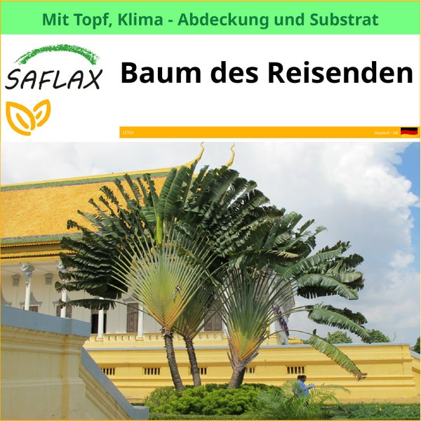 Saflax Baum des Reisenden im Topf mit Klima Abdeckung und Substrat