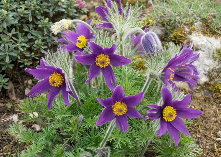 Pulsatilla vulgaris 'Pinwheel Blau', Küchenschelle, blau, ca. 9x9 cm Topf