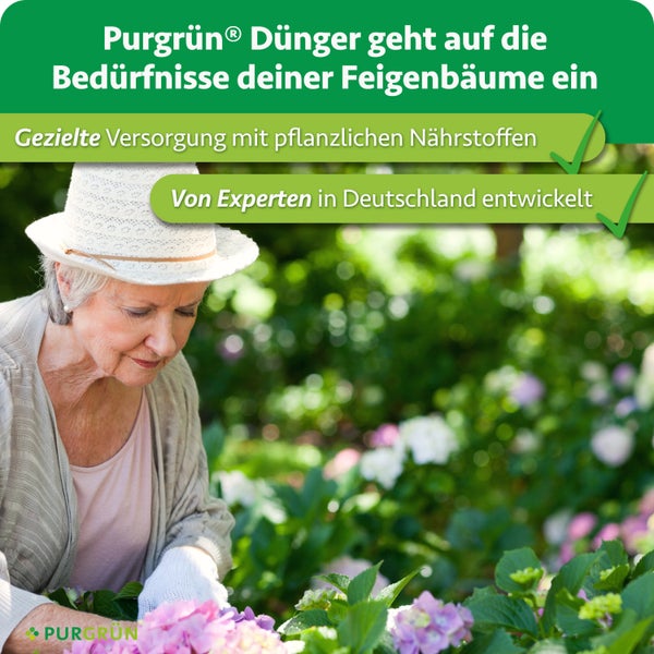Eine Frau mit Hut pflegt Pflanzen im Garten, inklusive Produktinformationen zu Purgrün Feigendünger für eine gezielte Nährstoffversorgung.