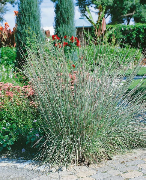 Schizachyrium scoparium, Präriegras, ca. 9x9 cm Topf, zierlich