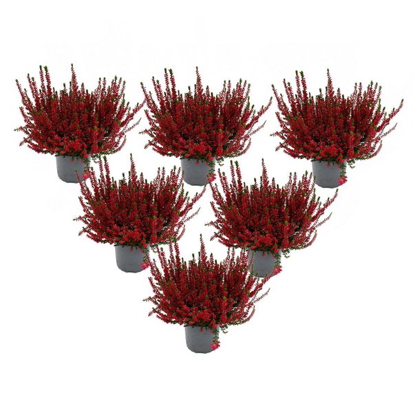 Calluna vulgaris - Set mit 6 Pflanzen - Besenheide - Heidepflanze - winterhart - 11cm Topf - rot