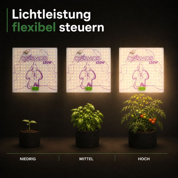Drei LED-Pflanzenlampen Cosmos 150 Watt über Pflanzen in verschiedenen Wachstumsstadien mit niedriger, mittlerer und hoher Lichtintensität.