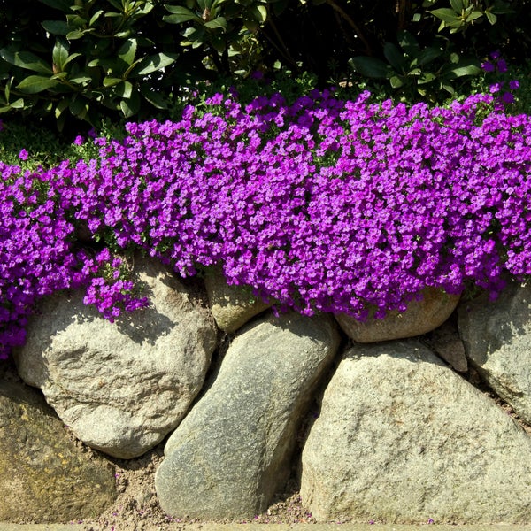 Steinmauer mit lila Aubrieta-Blüten