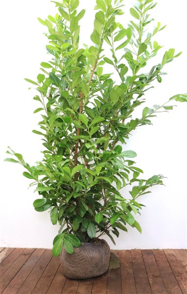 Prunus laurocerasus 'Rotundifolia', Kirschlorbeer, 175–200 cm