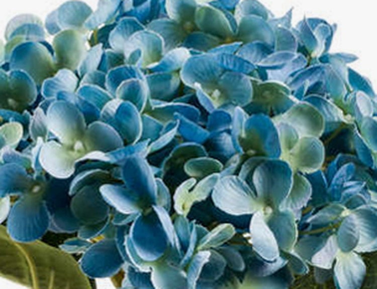 Nahaufnahme einer blauen Hortensie mit vielen kleinen Blütenblättern.