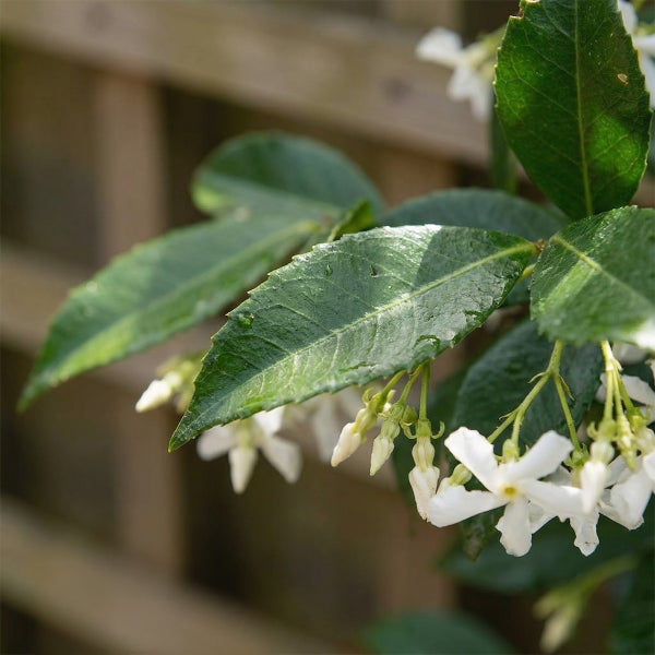 Sternjasmin mit weißen Blüten und grünen Blättern an einem Holzspalier.