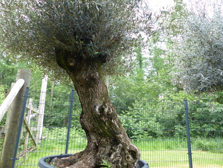 exakt dieser Baum Nr. 24T, 230 cm, Olivenbaum, Bonsai, knorrige alte urige Olive winterhart