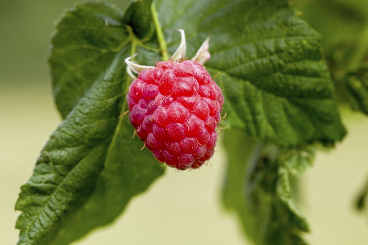 Rubus idaeus 'Preussen II', Himbeere, 30–40 cm