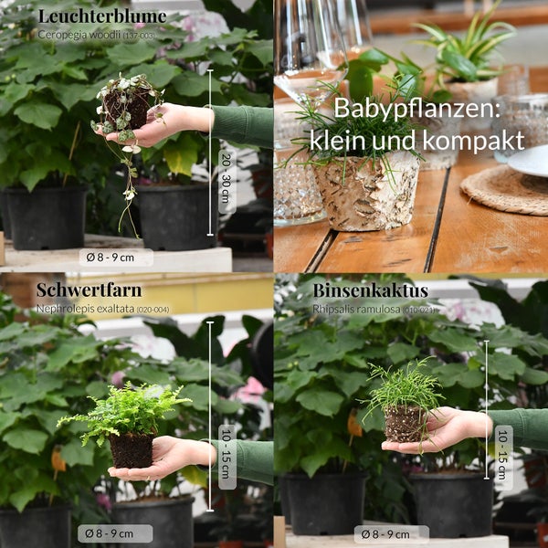 Babypflanzen Trio Hängepflanzen