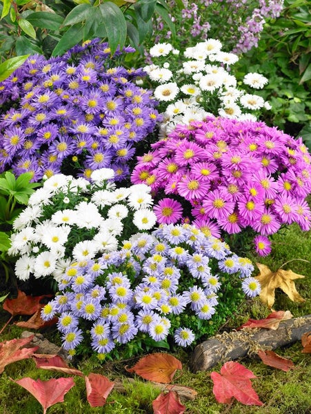 Aster dumosus 'Kristina', Kissen-Aster, weiß, ca. 9x9 cm Topf